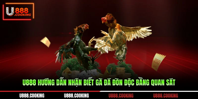 u888-huong-dan-nhan-biet-ga-da-don-doc-bang-quan-sat